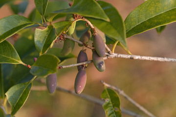 色が紫黒色になってきたウスギモクセイの果実