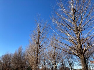 冬の銀杏の木