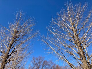 Fototapeta na wymiar 冬の銀杏の木