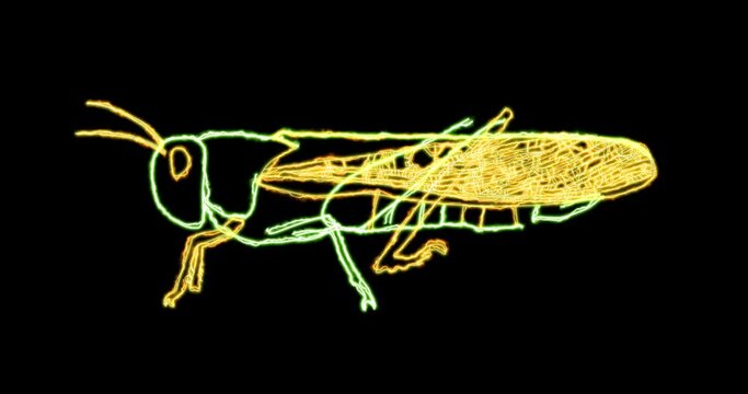 Neon effect animation トノサマバッタ migratory locust