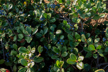 Blueberry bush with dark blue fruits, close up, background