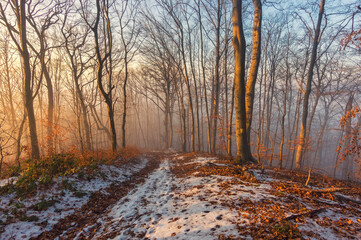 Stunning sunset in a winter, foggy forest. The beginning of winter, snow next to bright, fallen leaves. The setting sun beautifully illuminated the forest fog
