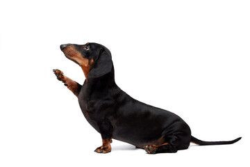 One brown dachshund sits in front of a white background and raises his right front paw. Preparation for the text. isolated object. The concept of products for animals, covers, articles, blog.