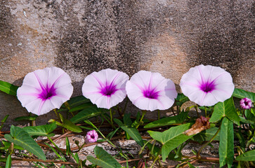 White and violet petals of morning glory flowers with concrete wall background