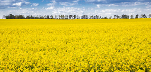 bright blooming yellow rape field. Yellow and blue colors are symbol of Ukraine. Pride, freedom. stop the war Independence Day. Support Ukraine. Natural floral background.