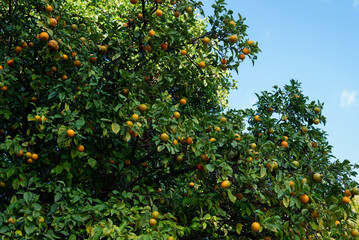 Fototapeta na wymiar Orange tree with fruits against blue clear sky, background.