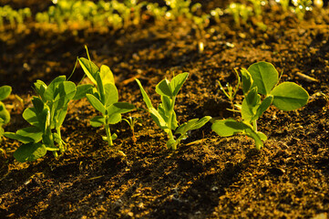 The pea shoots in rows on garden beds in the vegetable field. Cultivation of vegetables. Agriculture. Gardening in the summer house in the spring and summer season.