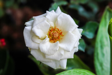 Close-up of white rose with blur background