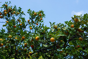 Orange tree with fruits against blue clear sky, background.