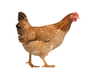 red adult hen isolated on white background