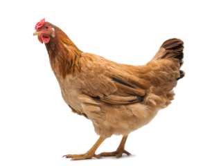 red adult hen isolated on white background