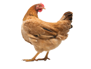 red adult hen isolated on white background