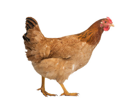 red adult hen isolated on white background
