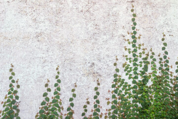 Bright Beautiful overgrown castle white wall
