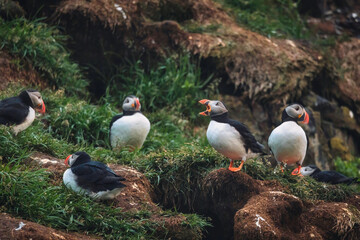 Naklejka na ściany i meble Flock of Atlantic puffin bird living on the cliff by coastline in north atlantic ocean during summer at Borgarfjardarhofn
