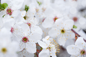  Springtime. White cherry tree blooming flowers. White background. Spring flowers background, greeting card, banner, frame, border.Copy space.