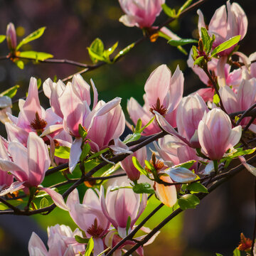 big flowers of pink magnolia. spring holiday background