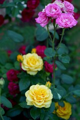 Beautiful pink climbing roses in summer garden with white background. Soft focus.