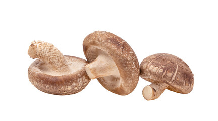 Shiitake mushroom on transparent png
