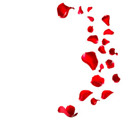Red rose petals isolated on white background. Decorated for love greetings on valentines day or wedding. png/d.e.