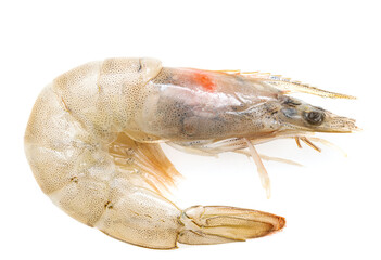 fresh white-legged shrimp on a white background