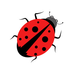 Obraz premium Ladybug on a white background. Ladybird vector drawing.