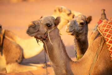 Camel head close-up portrait in sand dunes desert