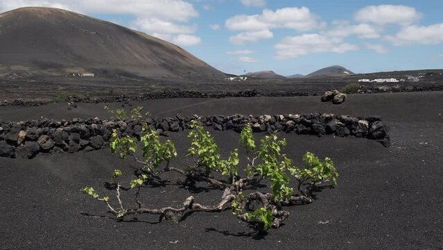 Vi&ntilde;a plantada sobre lava de volc&aacute;n protegida por un muro de piedra con volcanes al fondo en Lanzarote