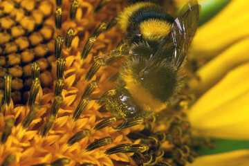 Macro shot of a honey bee collecting pollen from a yellow. Selective focus