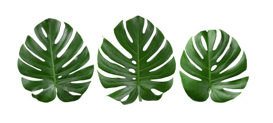 Fototapeta na wymiar tropical jungle Monstera leaves on transparent png