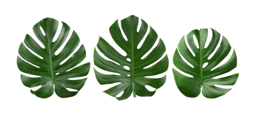 Poster Monstera  tropical jungle Monstera leaves on  transparent png