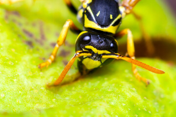 Wasp on green leaf and nature background, macro photo, Selective focus.