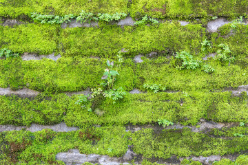 Stone brick wall with green moss. Frontal shot of an old stone wall green moss on it