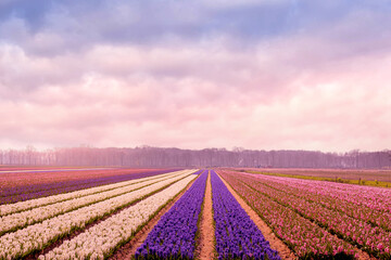 Colorful sunset or sunrise in Netherlands, Europe with field of blooming hyacinth flowers in Holland