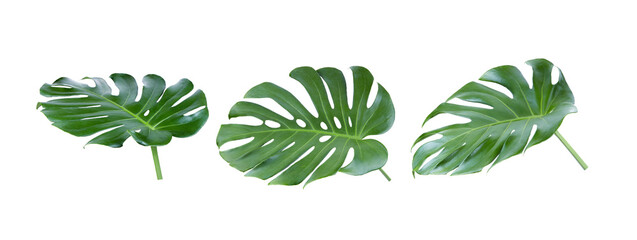  tropical jungle Monstera leaves on transparent png © supamas