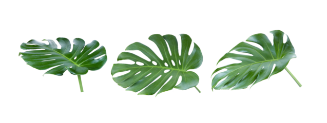  tropical jungle Monstera leaves on transparent png