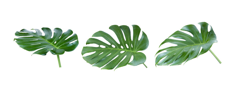  tropical jungle Monstera leaves on transparent png