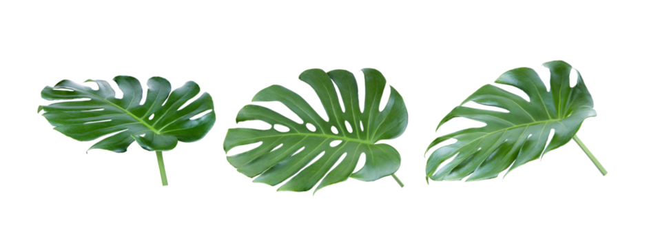 tropical jungle Monstera leaves on transparent png