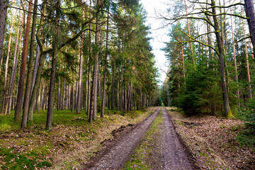 Fototapeta na wymiar Dirt forest road in early spring. Actually January. Snowless, warm winter.