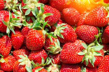Strawberry background is a fresh harvest of berries. Texture. Ripe juicy berries, close-up