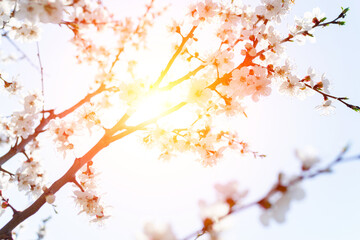 White flowering tree branches in the bright spring sun. Background, abstraction, selective focus.