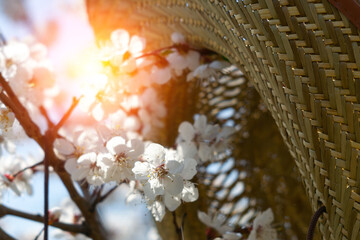 Naklejka premium Flowering tree branch in spring, beauty in nature, selective focus. The beginning of spring, straw hat