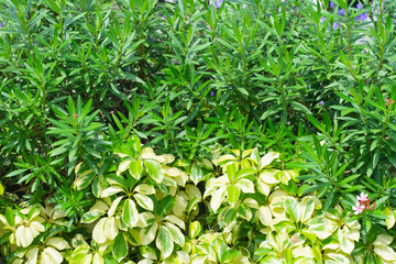 Lush green botanical garden - blooming spring flower and lawn path. 