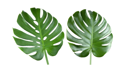 Poster Monstera tropical jungle Monstera leaves on transparent png