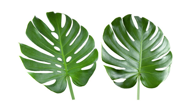 tropical jungle Monstera leaves on transparent png