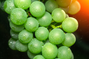 Ripe grape close up on grapes in a vineyard, grape harvest concept. Selective focus