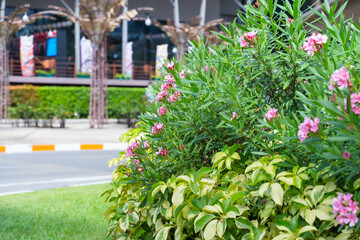 Lush green botanical garden - blooming spring flower and lawn path. 