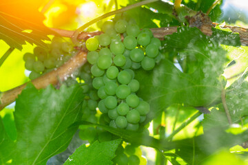Close up of bunches of ripe green grapes on the vine, grapevine in vineyard. Selective focus.