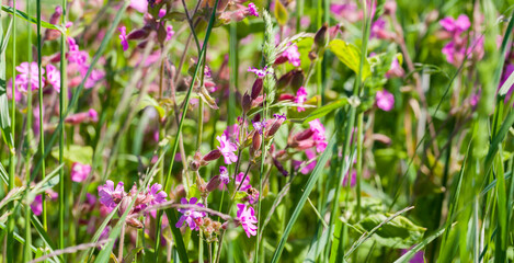 Obraz premium Wild pink flowers on a meadow on summer sunny day