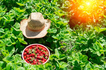 Growing strawberries. Environment and the concept of ecology. Rural business